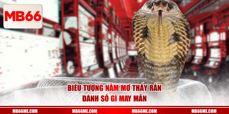 Biểu tượng nằm mơ thấy rắn đánh số gì may mắn