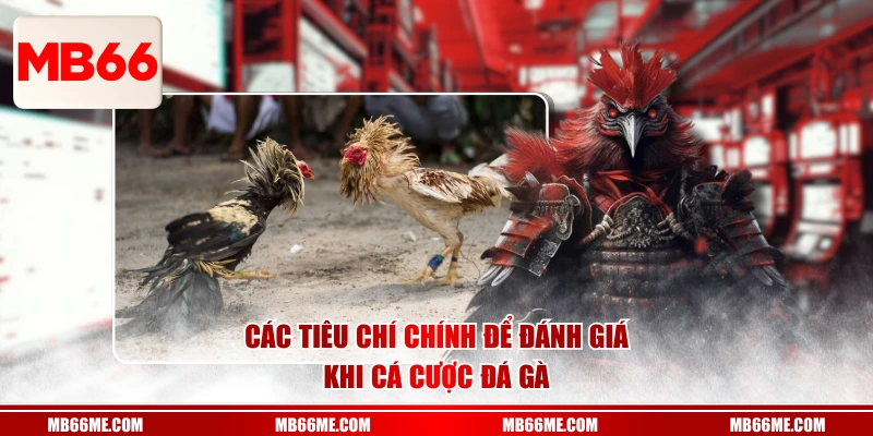 Các tiêu chí chính để đánh giá khi cá cược đá gà