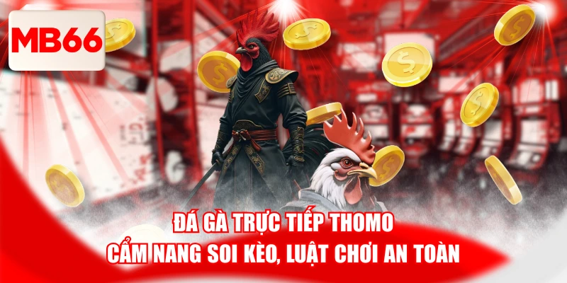 Đá Gà Trực Tiếp Thomo