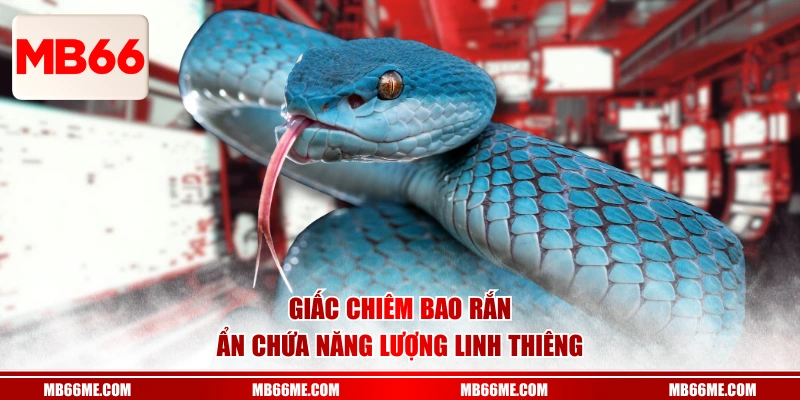 Giấc chiêm bao rắn ẩn chứa năng lượng linh thiêng