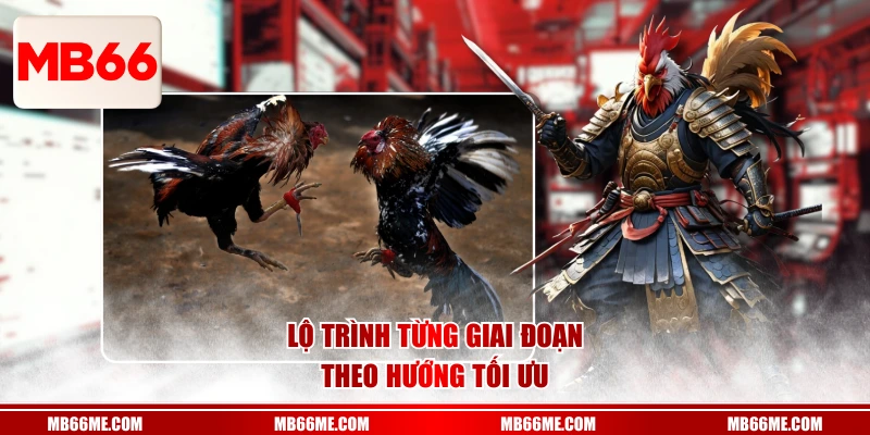 Lộ trình từng giai đoạn theo hướng tối ưu